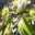 crowfairy
