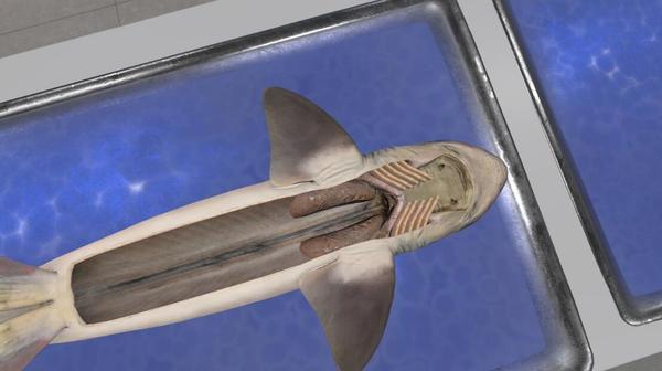 解剖模拟器：鲨鱼版（Dissection Simulator: Shark Edition VR）- Meta Quest游戏