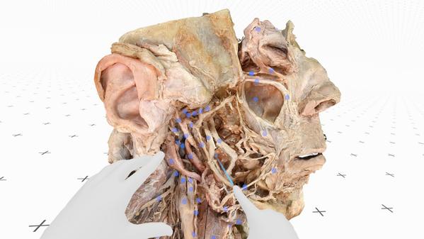 医疗全息甲板解剖大师XR（Medicalholodeck is Dissection Master XR）- Meta Quest游戏