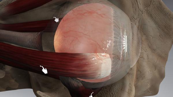 眼睛的生理学（The Physiology of the Eye）