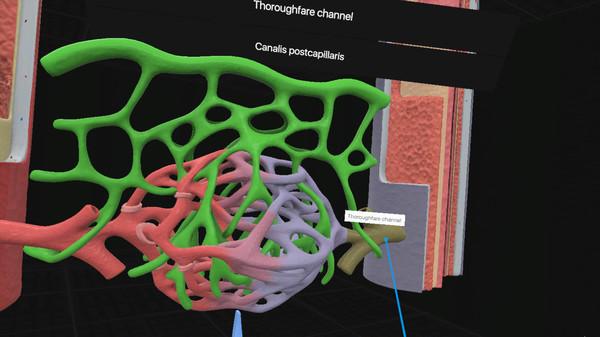 日常解剖学VR（Everyday Anatomy VR）