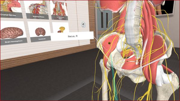3D Organon VR 人体解剖学（3D Organon VR Anatomy）- Oculus Quest游戏