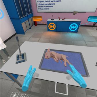 解剖家猪（VR Pig Dissection： Hoggin’ the Scalpel）- Oculus Quest游戏