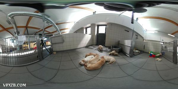 【360° VR】小导盲犬成长日记