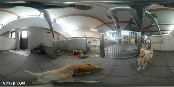 【360° VR】小导盲犬成长日记