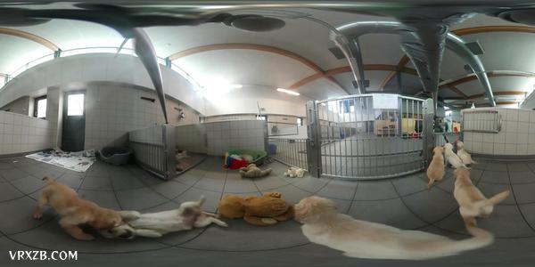 【360° VR】小导盲犬成长日记