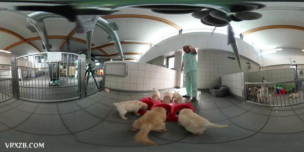 【360° VR】小导盲犬成长日记