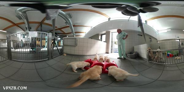 【360° VR】小导盲犬成长日记