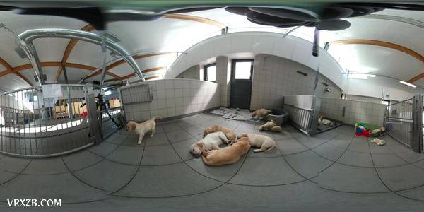【360° VR】小导盲犬成长日记
