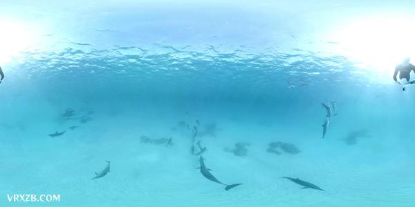 【360° VR】海豚天堂