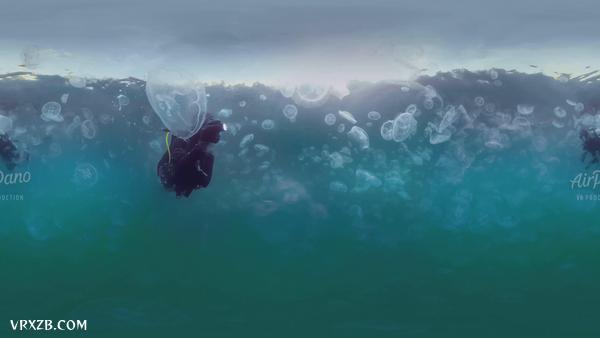 【360° VR】潜水穿越百万只水母群