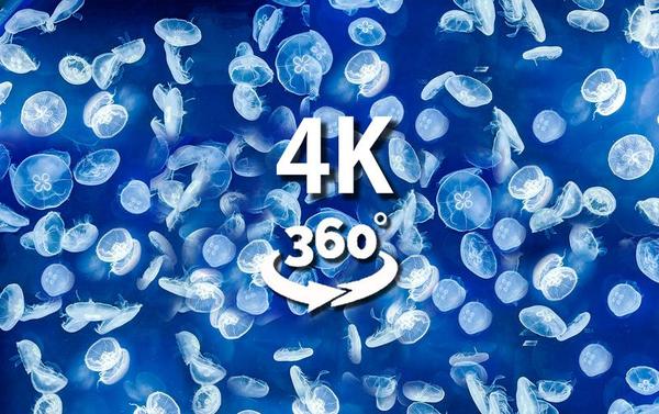 【360° VR】潜水穿越百万只水母群