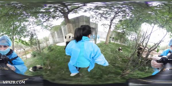 【360° VR】熊猫宝宝的卖萌日常