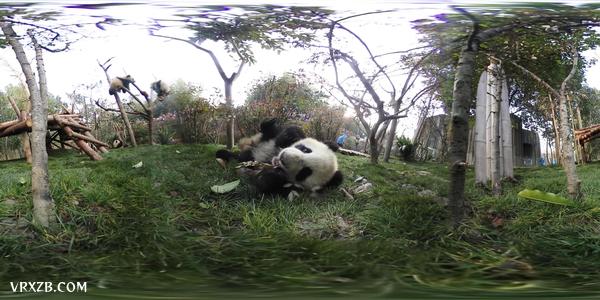 【360° VR】熊猫宝宝的卖萌日常