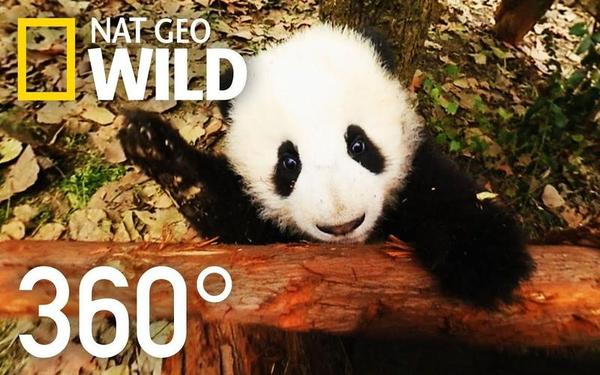 【360° VR】熊猫宝宝的卖萌日常