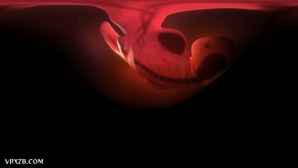 【360° VR】由一颗精子体验生命诞生！