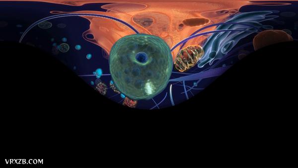 【360° VR】由一颗精子体验生命诞生！