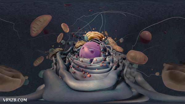 【360° VR】细胞导览