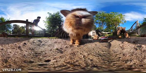 【360° VR】萌兔吃播上线