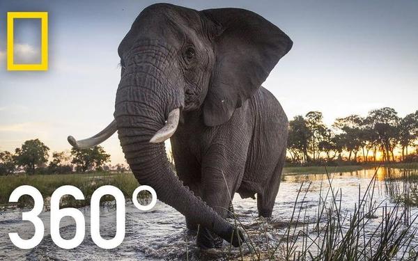 【360° VR】走进非洲奥卡万戈沼泽象群