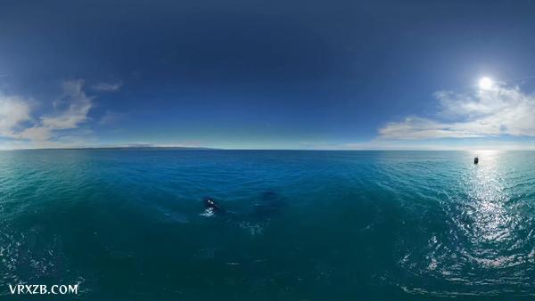【360° VR】鲸鱼和熊。俄罗斯白令海东海岸堪察加半岛。12K空中360视频