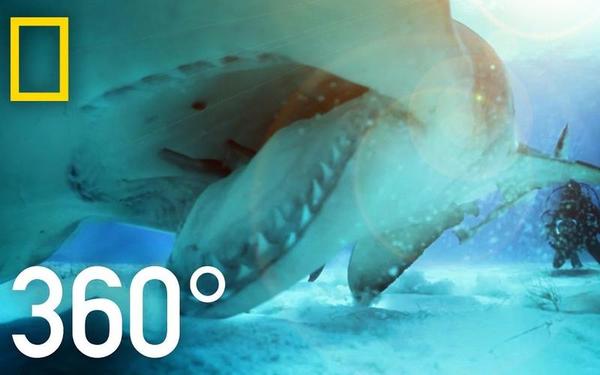 【360° VR】与鲨共舞