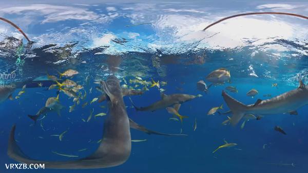 【360° VR】与鲨鱼一起潜水,8K水下视频