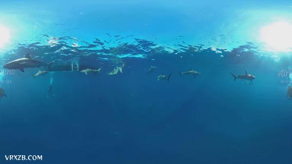 【360° VR】与鲨鱼一起潜水,8K水下视频