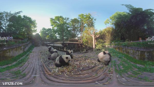 【360° VR】中国成都熊猫基地,8K航拍视频