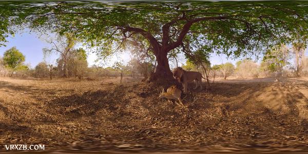【360° VR】大草原上的小狮子