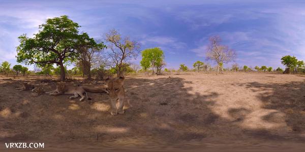 【360° VR】大草原上的小狮子